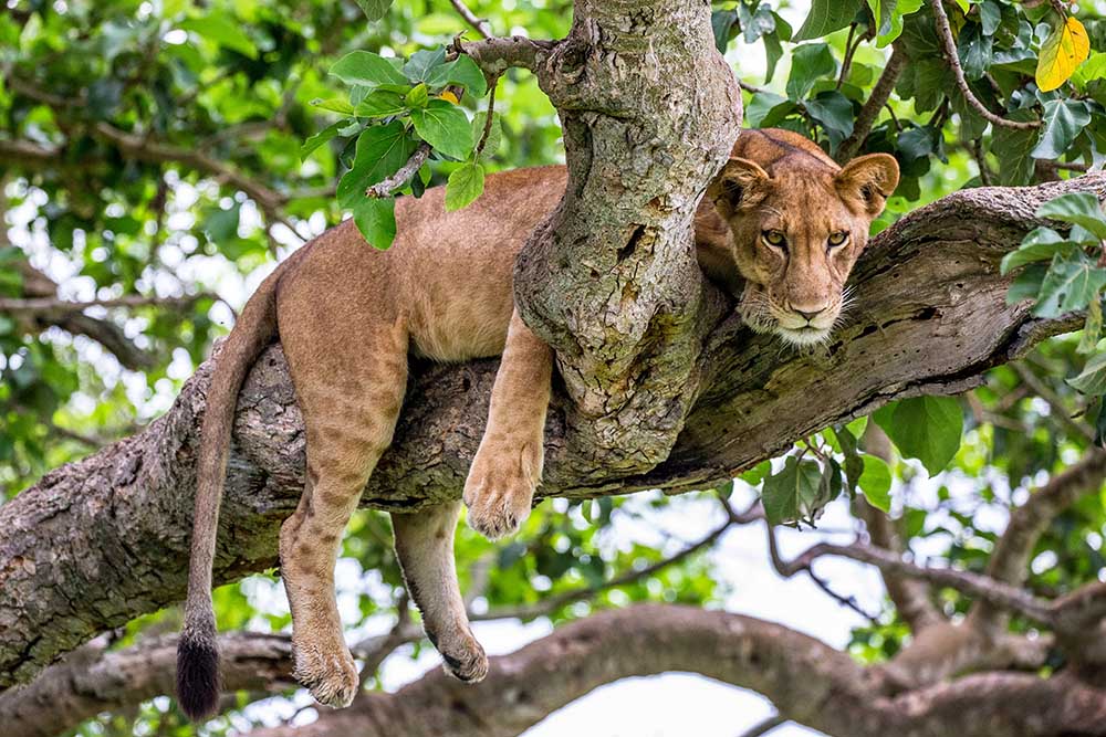 Queen Elizabeth National Park