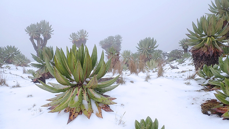 Кадър от експедицията „Rwenzori Trekking“