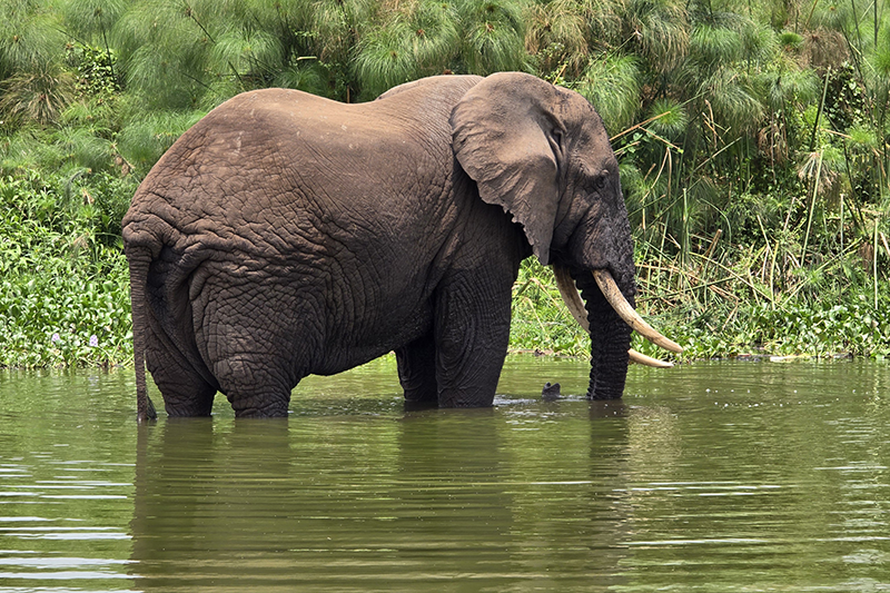 Eine Szene von der Uganda-Safari-Rundreise