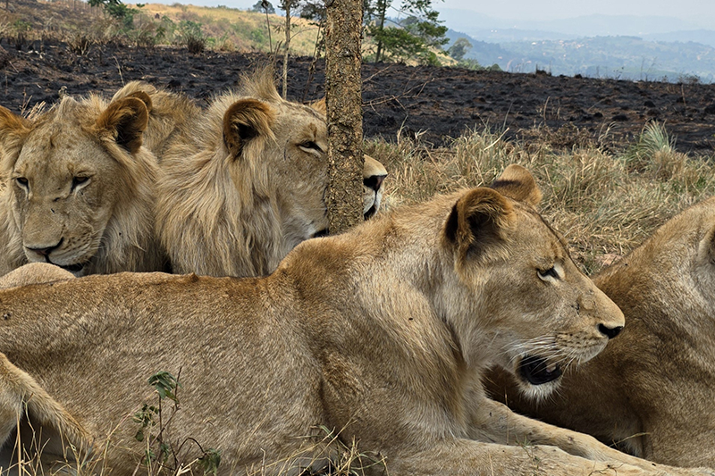 Eine Szene von der Uganda-Safari-Rundreise