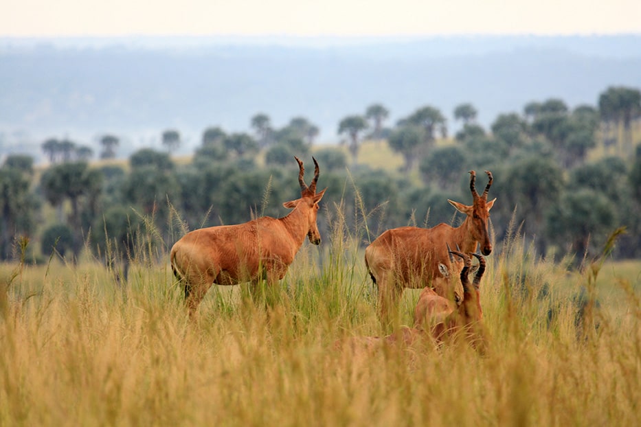 Антилопите Hartebeest с техните странни глави